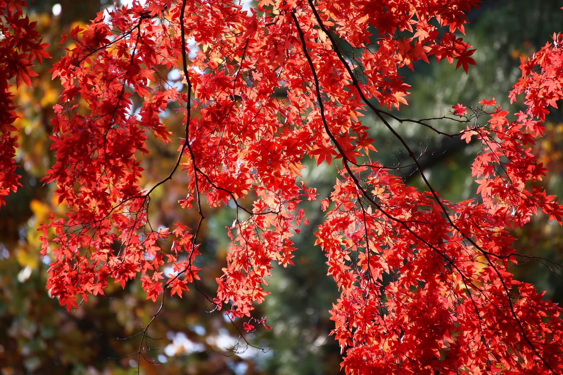 【紅葉旅】秋から冬へ季節の移ろいを愉しむ季節のカクテル付プラン／夕・朝食付き